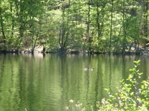 Natur i Vesterlund
