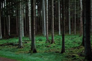 Natur i Vesterlund