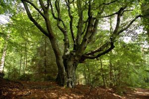 Natur i Vesterlund