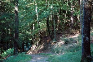 Natur i Vesterlund