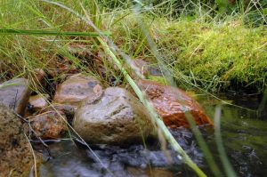 Natur i Vesterlund
