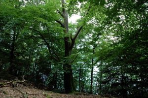 Natur i Vesterlund