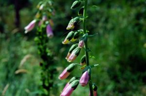 Natur i Vesterlund