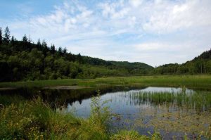 Natur i Vesterlund