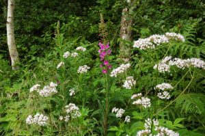 Natur i Vesterlund