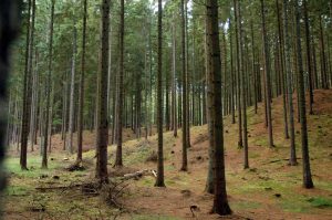Natur i Vesterlund