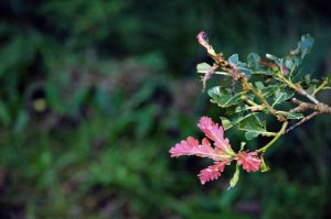 Natur i Vesterlund
