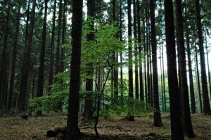 Natur i Vesterlund