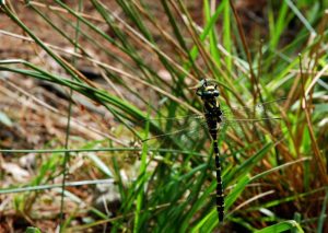 Natur i Vesterlund