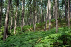 Natur i Vesterlund