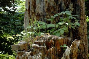 Natur i Vesterlund