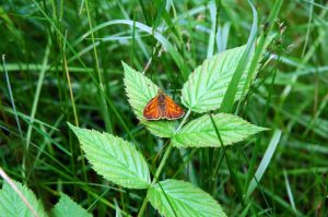 Natur i Vesterlund