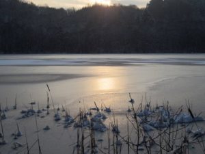 Natur i Vesterlund