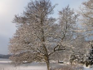 Natur i Vesterlund