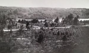 Udsigt mod nr. 229 og Thorsø (1950erne)